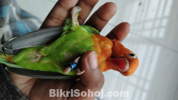 আনপেয়ারড ছয় মাস বয়সী লাভবার্ড।